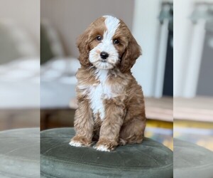 Goldendoodle (Miniature) Puppy for sale in SACRAMENTO, CA, USA