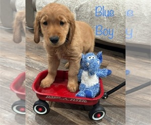 Golden Retriever Puppy for sale in NOVI, MI, USA