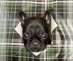 Small #5 French Bulldog