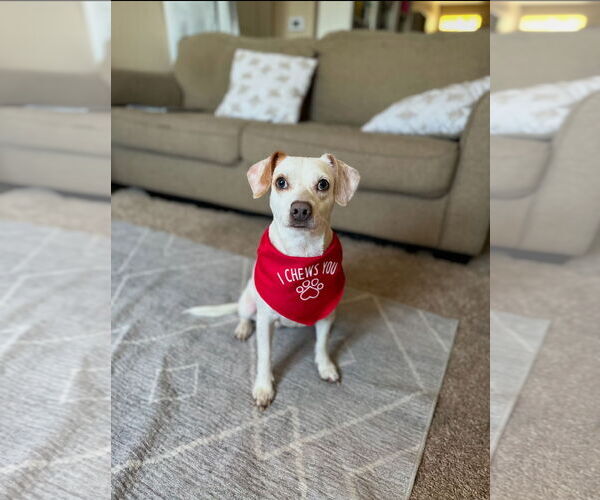 Medium Photo #7 Beagle-Chihuahua Mix Puppy For Sale in Mission Viejo, CA, USA