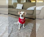 Small #6 Beagle-Chihuahua Mix