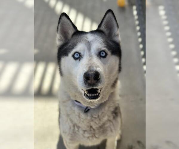 Medium Photo #1 Siberian Husky Puppy For Sale in Santa Maria, CA, USA
