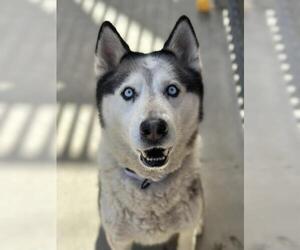 Siberian Husky Dogs for adoption in Santa Maria, CA, USA