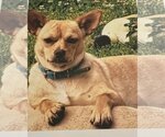 Small Chihuahua Mix