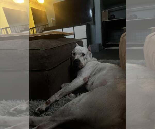 Medium Photo #3 Dogo Argentino Puppy For Sale in Belleville, MI, USA