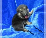 Small Photo #3 German Shepherd Dog Puppy For Sale in HARTVILLE, MO, USA