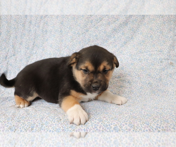 Medium Photo #2 Mutt Puppy For Sale in SHILOH, OH, USA