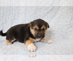 Small Photo #2 Mutt Puppy For Sale in SHILOH, OH, USA
