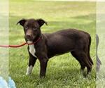 Small #3 Labrador Retriever Mix