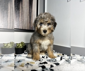 Miniature Bernedoodle Puppy for sale in FRANKLIN, IN, USA