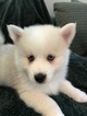 Small Photo #1 Pomsky Puppy For Sale in MADISON, WI, USA