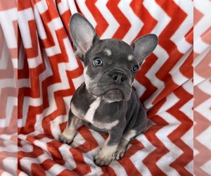 French Bulldog Puppy for sale in COLORADO SPRINGS, CO, USA