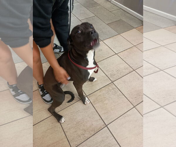 Medium Photo #4 Labrador Retriever-Unknown Mix Puppy For Sale in Virginia Beach, VA, USA