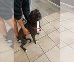 Small #3 Labrador Retriever Mix