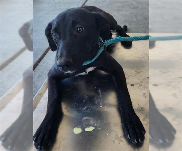 Medium Photo #1 Border Collie-Unknown Mix Puppy For Sale in Bakersfield, CA, USA