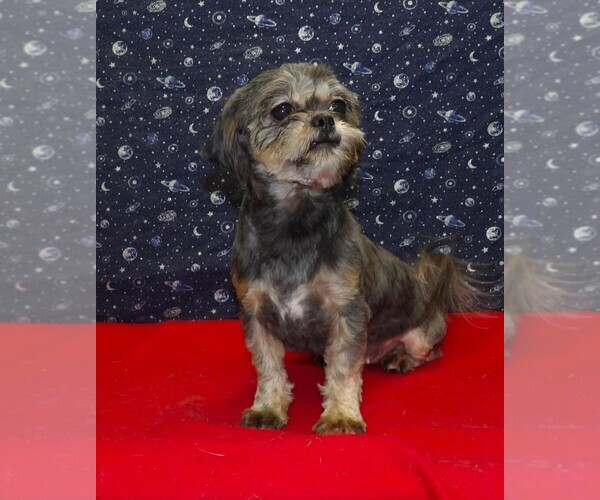 Medium Photo #2 Cavapoochon (Miniature) Puppy For Sale in PATERSON, NJ, USA
