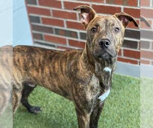 American Pit Bull Terrier-Unknown Mix Dogs for adoption in Edmond, OK, USA