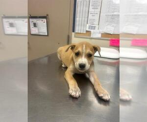 American Pit Bull Terrier-Unknown Mix Dogs for adoption in Conroe, TX, USA