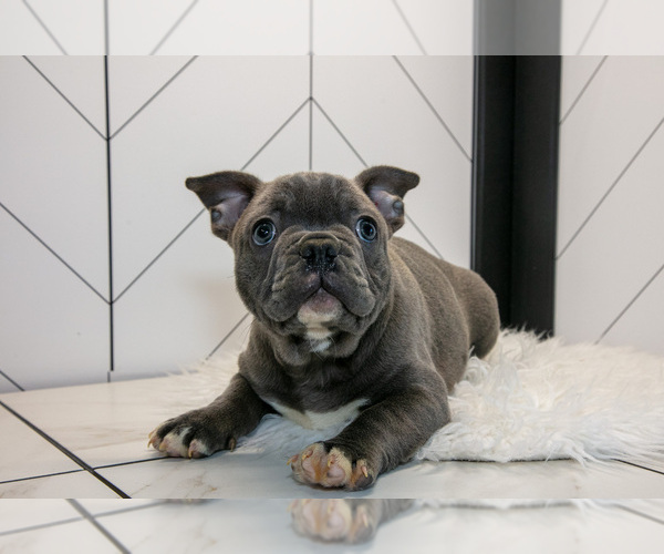 Medium Photo #2 Faux Frenchbo Bulldog Puppy For Sale in FRESNO, OH, USA