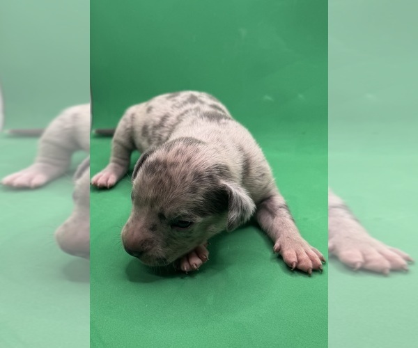 Medium Photo #10 American Pit Bull Terrier Puppy For Sale in EAST HAZEL CREST, IL, USA