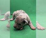 Puppy Puppy 5 American Pit Bull Terrier