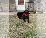 Small Photo #2 Chesa-Poo Puppy For Sale in ABILENE, TX, USA
