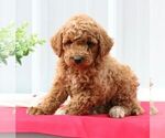 Small Photo #3 Goldendoodle (Miniature) Puppy For Sale in EPHRATA, PA, USA