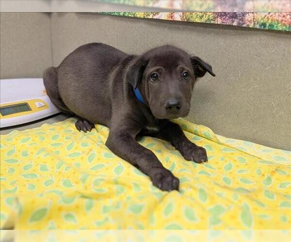 Medium Photo #1 Chinese Shar-Pei-Unknown Mix Puppy For Sale in Moreno Valley, CA, USA