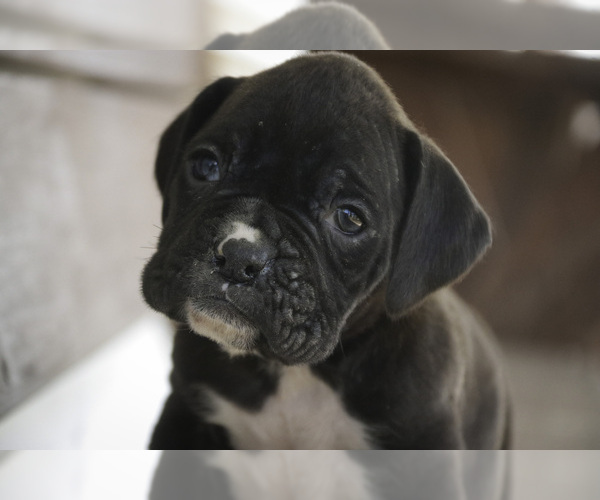 Medium Photo #6 Boxer Puppy For Sale in SHIPSHEWANA, IN, USA