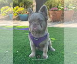 Small #1 French Bulldog