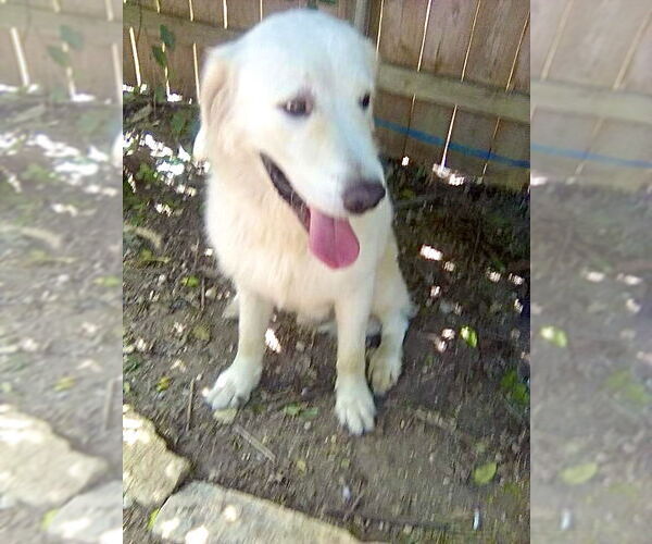Medium Photo #5 Great Pyrenees Puppy For Sale in Spring, TX, USA