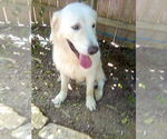 Small #4 Great Pyrenees
