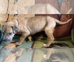 Small #1 Great Dane