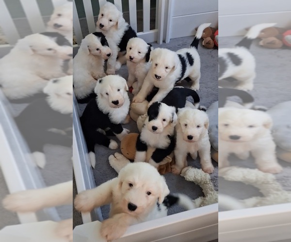 Medium Photo #1 Sheepadoodle Puppy For Sale in DRYFORK, WV, USA