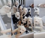 Heart - Female Sheepadoodle Puppy for Sale - Small photo