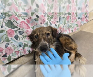 Australian Shepherd Dogs for adoption in Riverside, CA, USA