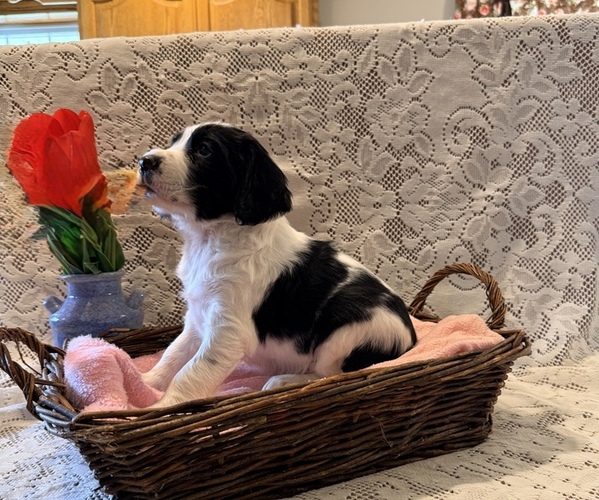 Medium Photo #2 English Springer Spaniel Puppy For Sale in OWEN, WI, USA