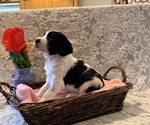Small #1 English Springer Spaniel