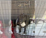 Small #10 Labrador Retriever Mix