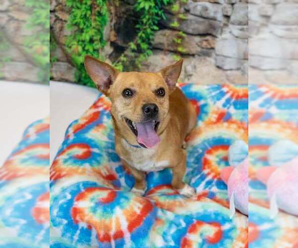 Medium Photo #3 Chihuahua-Unknown Mix Puppy For Sale in Kennesaw, GA, USA
