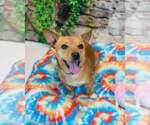 Small #2 Chihuahua Mix