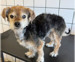 Mutt Dogs for adoption in Downey, CA, USA