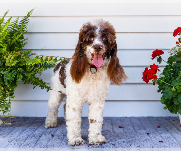 Medium Photo #1 Cockapoo Puppy For Sale in WAKARUSA, IN, USA