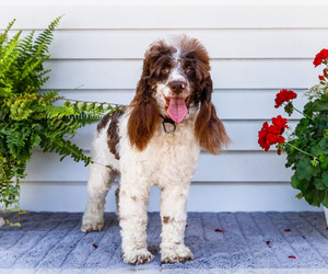Cockapoo Puppy for Sale in WAKARUSA, Indiana USA