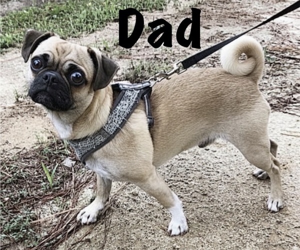 Medium Photo #1 American Eskimo Dog-Pug Mix Puppy For Sale in THOMASVILLE, NC, USA