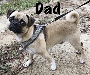 Father of the American Eskimo Dog-Pug Mix puppies born on 04/29/2026