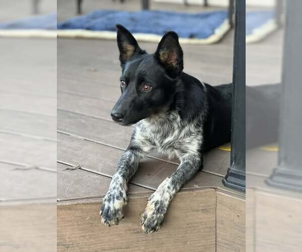 Medium Photo #3 Mutt Puppy For Sale in Belleuve, NE, USA