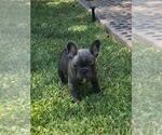 Small Photo #15 French Bulldog Puppy For Sale in WHITTIER, CA, USA