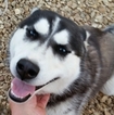 Small Photo #1 Siberian Husky Puppy For Sale in LICKING, MO, USA