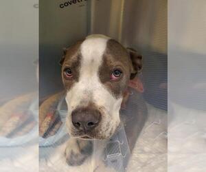 American Pit Bull Terrier Dogs for adoption in Long Beach, CA, USA